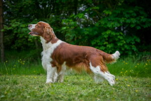Welsh Springer Spaniel