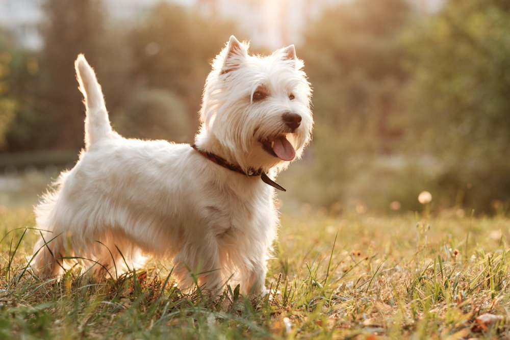 West Highland Terrier