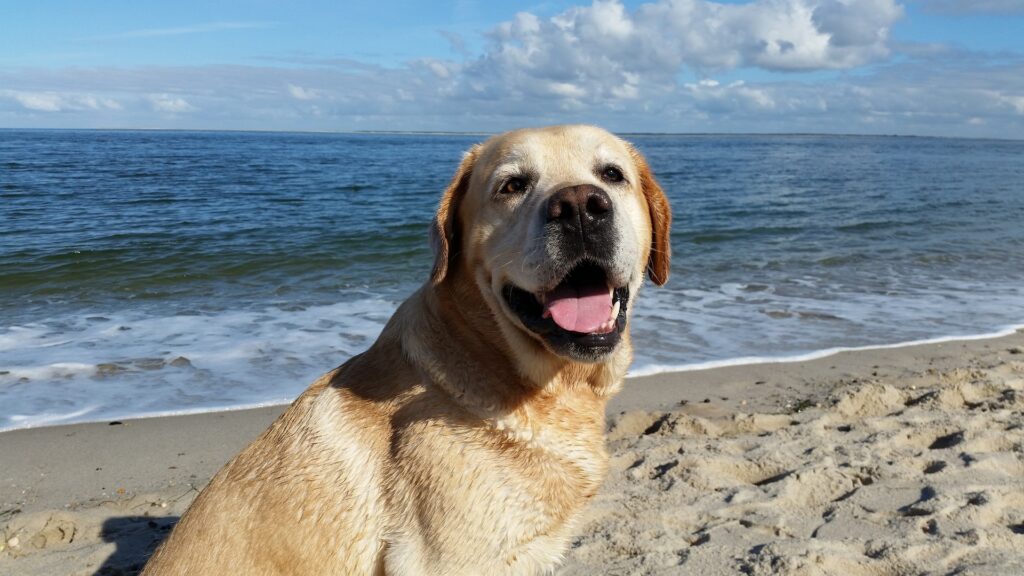 Urlaub mit Hund