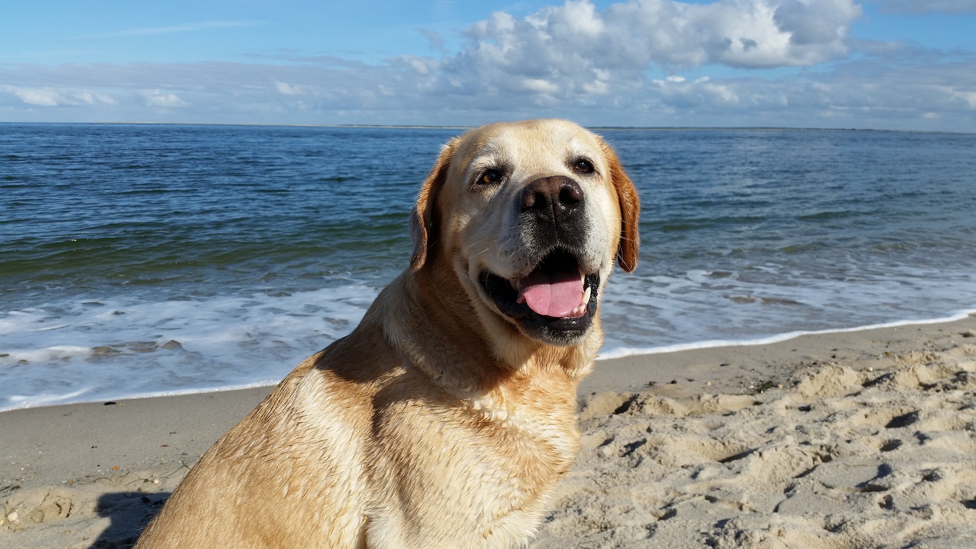Urlaub mit Hund